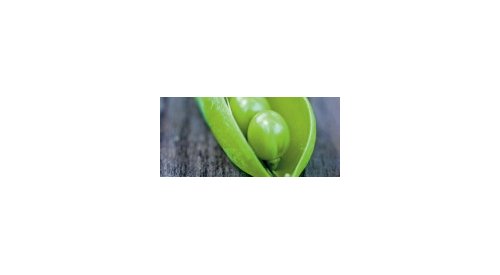 An organic pea sprout extract to stimulate hair growth