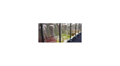 Kao identifie une enzyme naturelle permettant la production de tensioactifs durables