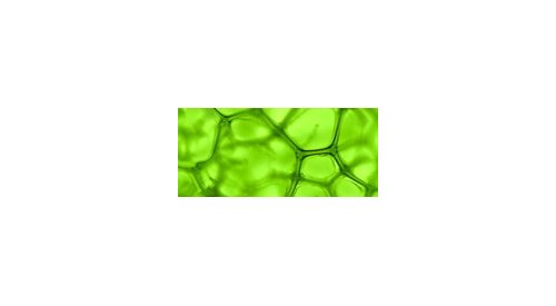 in-cosmetics announces Green Ingredient Award shortlist 