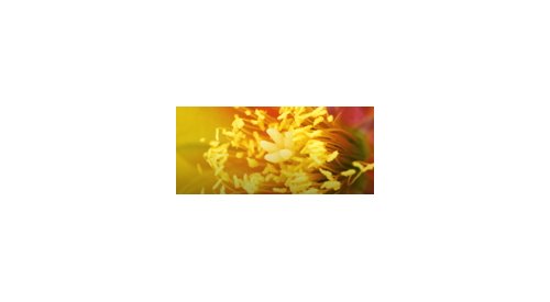 Active ingredients: Hallstar acquires Oléos