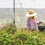 The company has just launched Tulsinity Bio, an extract of holy basil (Ocimum sanctum L.), grown according to the principles of regenerative agriculture (Photo : Expanscience)