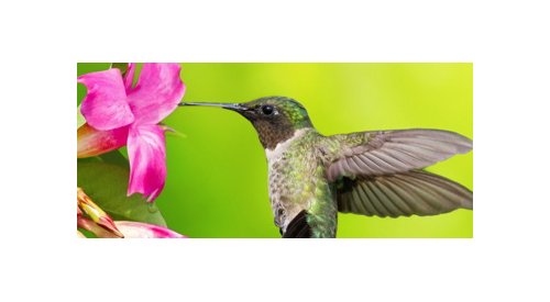 EcoVadis accorde le niveau Gold à Naturex pour sa performance RSE