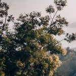 Symrise confie à sa marque de naturels, Maison Lautier 1795, l'exploitation du mimosa de La Croix-des-Gardes (Photo : Symrise)