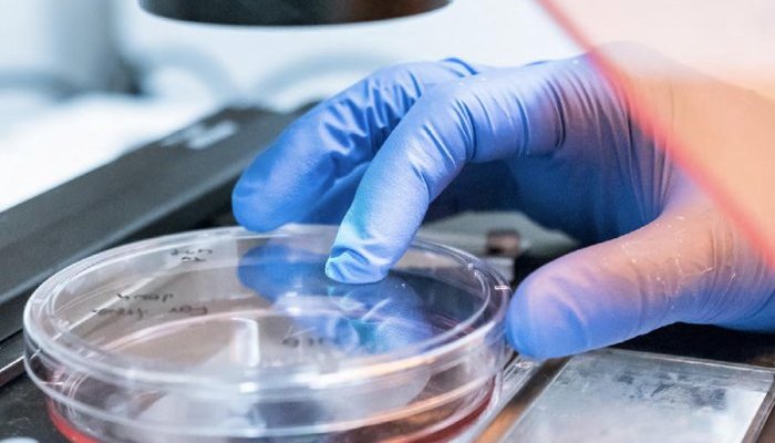Un modèle tissulaire pour étudier les propriétés élastiques de la peau