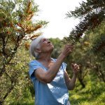 Noxifense, est actif 100% naturel issu de l'upcycling des feuilles d'argousier (Crédit photo : Félix Audette)