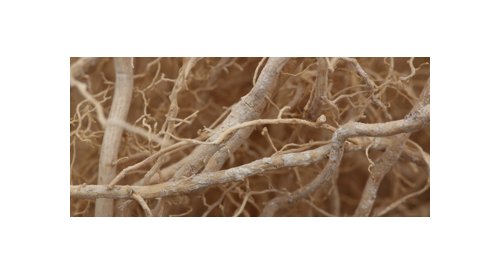 Vetivyne : Givaudan relie cosmétique et parfumerie