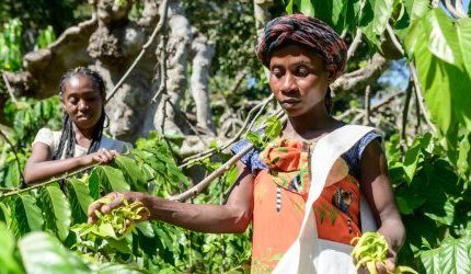 De l'ylang-ylang à la baie rose, Jacarandas cultive les parfums de Madagascar