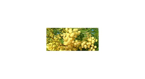 Biolandes renforce ses activités commerciales en Chine