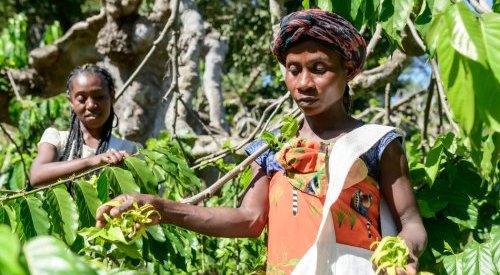 De l'ylang-ylang à la baie rose, Jacarandas cultive les parfums de Madagascar