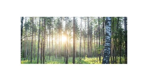 Environnement : Metsä Board enchaine les distinctions