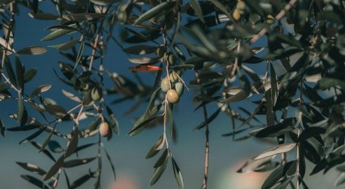 Reaching 100 members, UEBT says commitment to ethical sourcing is rising