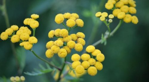 Berkem élargit sa gamme d'eaux florales