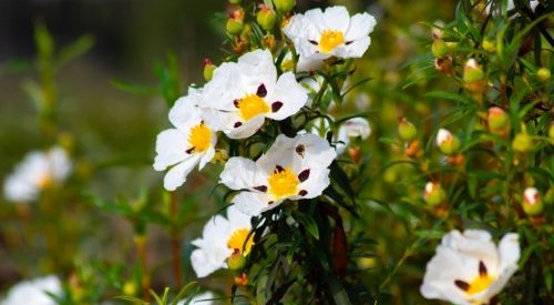 Givaudan unveils a new labdanum absolute for fragrances