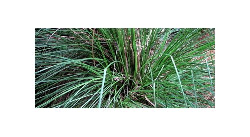 IFF et Unilever s'associent avec des ONG pour améliorer la vie des cultivateurs de vétiver en Haïti