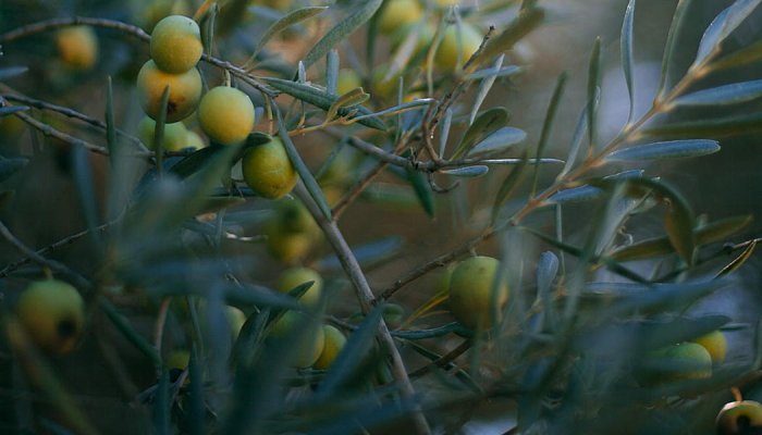 Olvea propose désormais des huiles végétales approuvées "COSMOS Natural"
