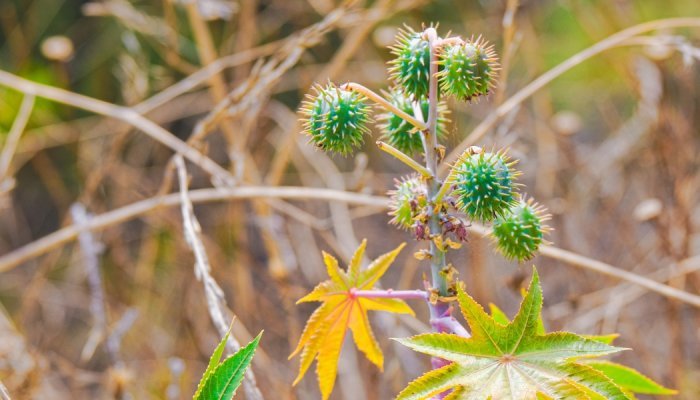 Huile de ricin : Inolex rejoint la Sustainable Castor Association