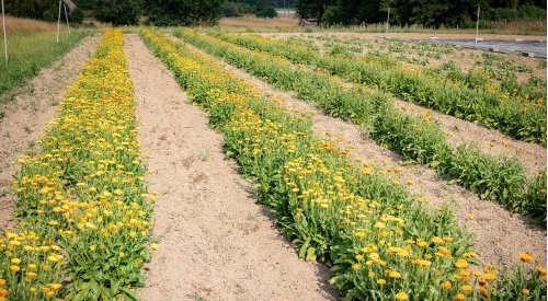 Silab: An agronomic research center to better harness plant-based materials