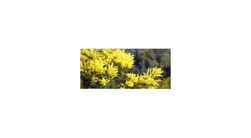 Perfumery: The secrets of French mimosa