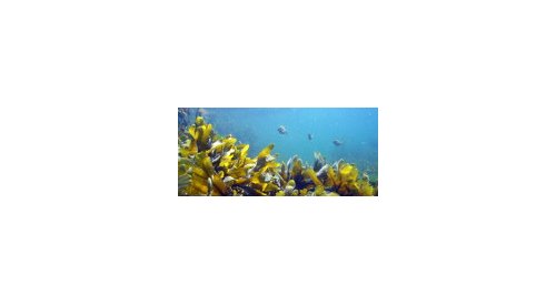 Questions sur la durabilité des ingrédients marins utilisés en cosmétique
