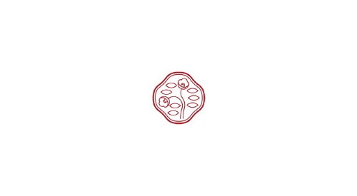 Shiseido's new ingredient to protect skin from external stresses