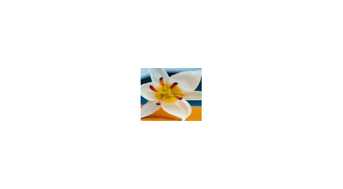 Arylessence expands its offering of organic and natural fragrances