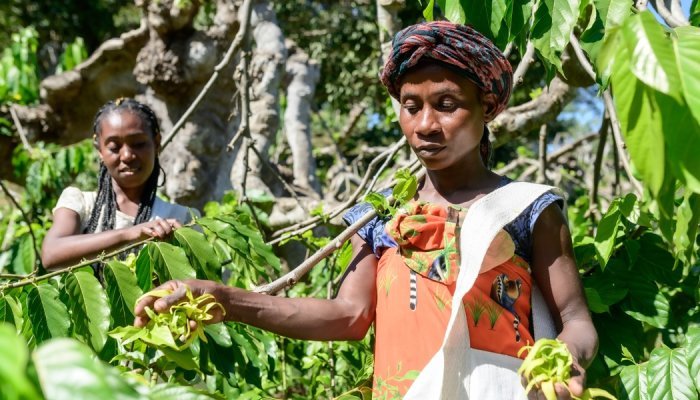 De l'ylang-ylang à la baie rose, Jacarandas cultive les parfums de Madagascar