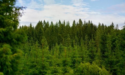 Paperboard: Metsä Board awarded EcoVadis Platinum rating again