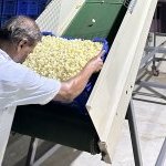 Jasmine loading at Tirutani, Amitié Fleur