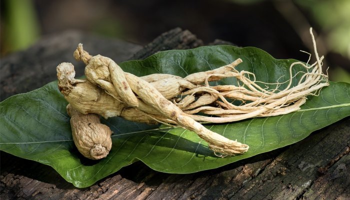 Seppic partners with rare and medicinal plants specialist Botalys