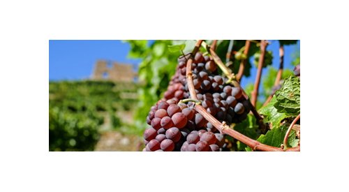 Is red wine set to be the next big beauty trend?