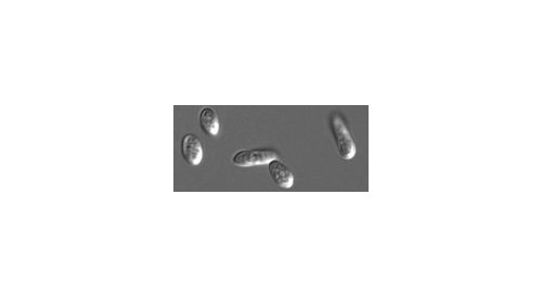 PCPC requests comments on new microbiological guideline for cosmetics