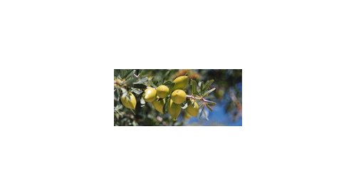 BASF celebrates 10th anniversary of its Argan Program in Morocco