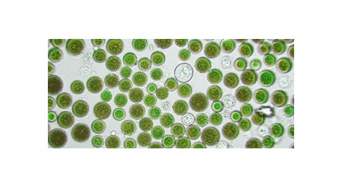 Silab cible les mitochondries pour une peau revitalisée