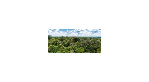 Brazil promotes the Amazonian forest's bio-economy to the cosmetics industry