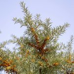 Noxifense, est actif 100% naturel issu de l'upcycling des feuilles d'argousier (Crédit photo : Félix Audette)