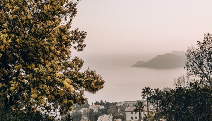 Symrise va créer un absolu de mimosa du domaine de la Croix-Des-Gardes à Cannes