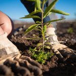 Australian sandalwood oil producer Santanol joins Union for Ethical Biotrade (Photo: © Santanol) 