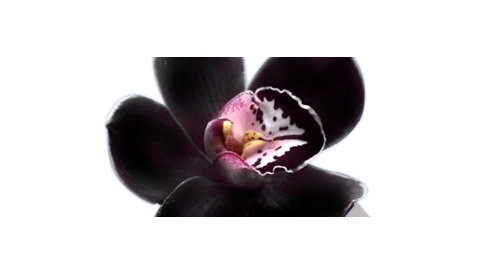 Orchiderma, la nouvelle gamme hydratante de Lessonia