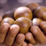 Les fruits de macaúba peuvent être transformés en huile de pulpe, en huile de noyau et en biomasse résiduelle. INOCAS fournira à BASF à la fois de l'huile de noyau et de l'huile de pulpe (Photo : INOCAS)